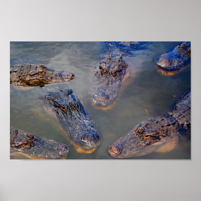 Florida-swimming-hole-design-001 Poster (Front)