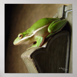 Florida Tree Frog Poster
