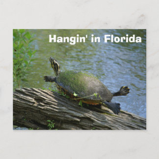 Florida Turtle postcard