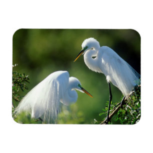 Florida, Venice, Audubon Sanctuary, Common Egret Magnet