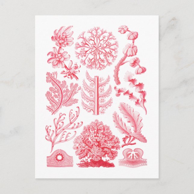 Florideae Postcard (Front)