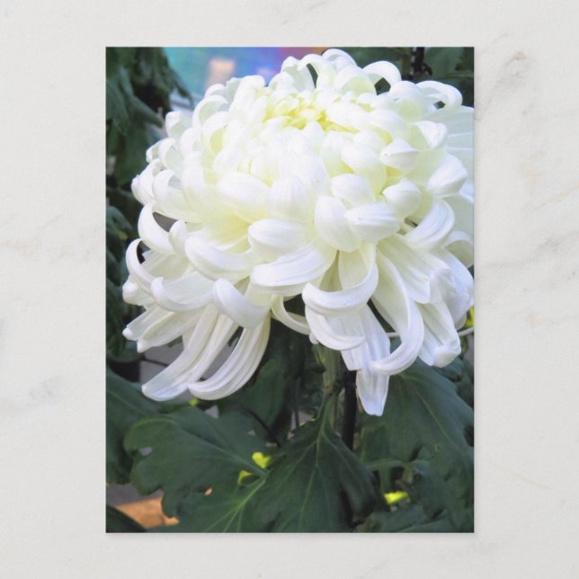 Florists’ daisy：Postcard Postcard (Front)