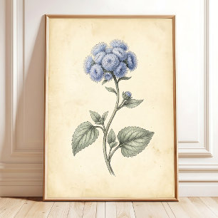 Floss Flower Botanical Canvas Art Print