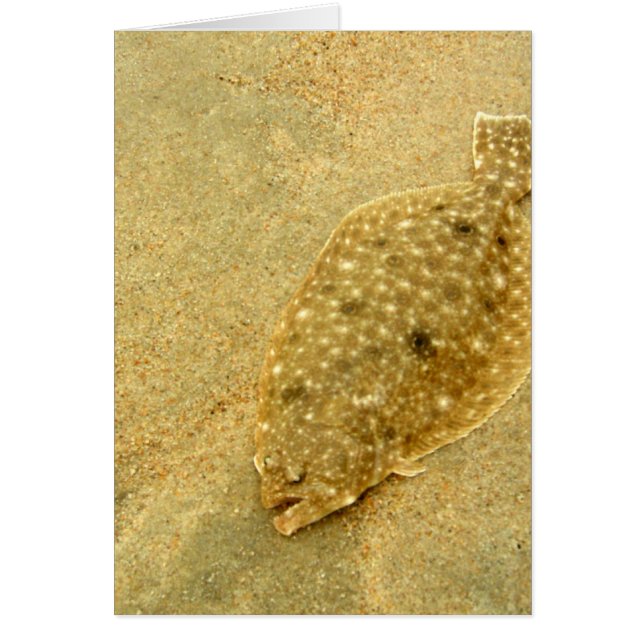 Flounder (Front)