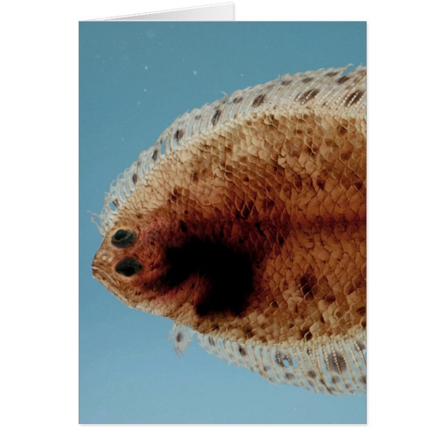 Flounder (Front)