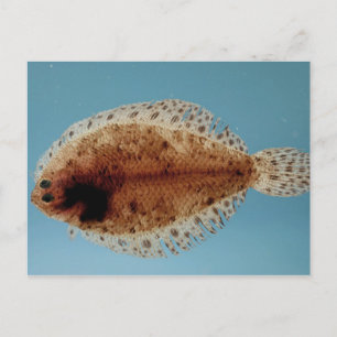 Flounder Postcard