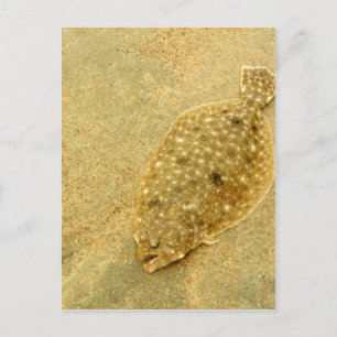 Flounder Postcard