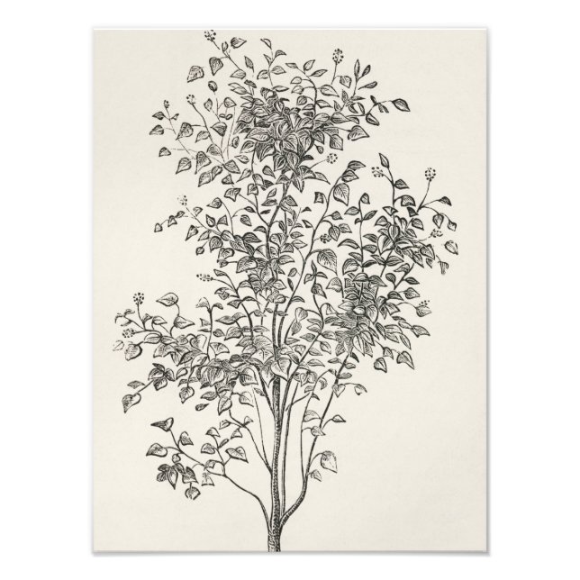 Flourishing Beauty: Black and White Tree Sketch Photo Print (Front)