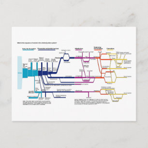 Flow Chart USA American Criminal Justice System  Postcard