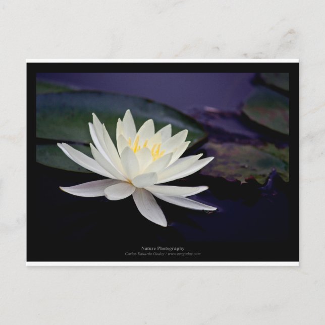 Flower 039 White Water Lily Postcard (Front)