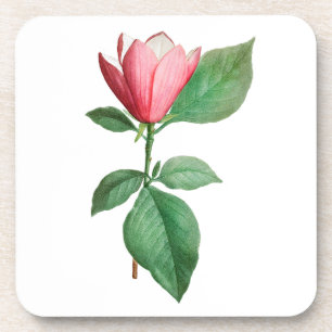 Flower: A001 Lily Magnolia -  Coaster