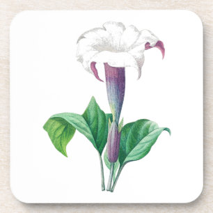 Flower: A006 Thorn Apple - Coaster
