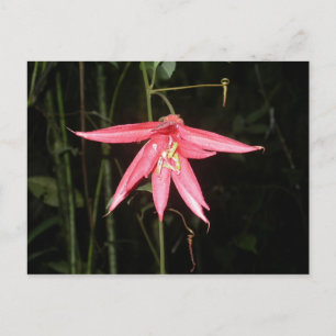 Flower, Arenal Volcano, Costa Rica Postcard