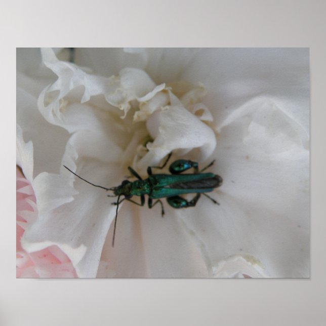 Flower Beetle Print (Front)
