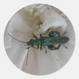 Flower Beetle Sticker