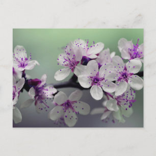 flower blossoms postcard