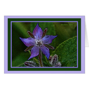 Flower: Borage