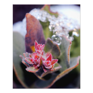 Flower Bud Photo Print