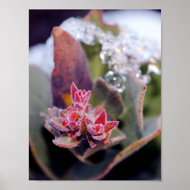 Flower Bud Poster (Front)