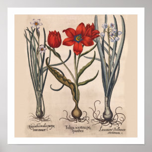 Flower Bulbs Botanical Print