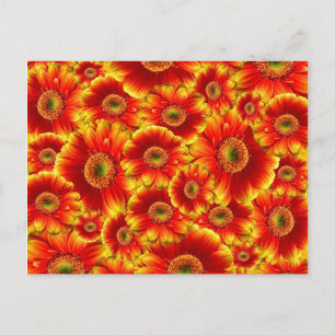 Flower Burst Postcard
