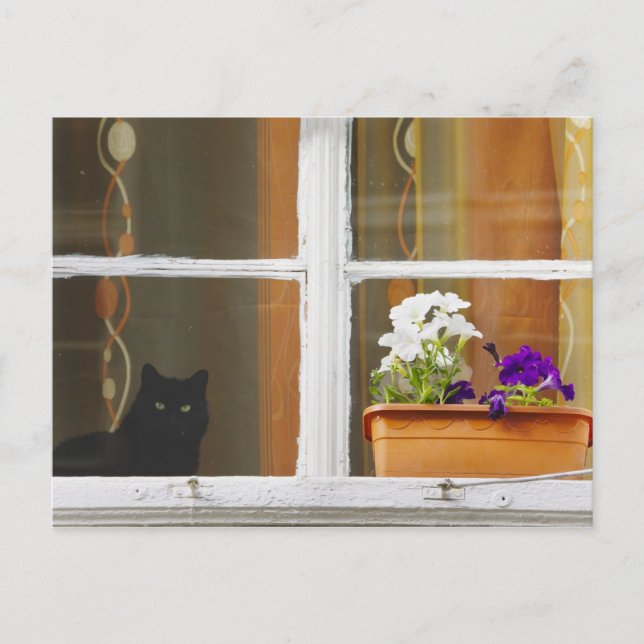 Flower by the window, Sighisoara, Romania Postcard (Front)