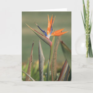 Flower Card