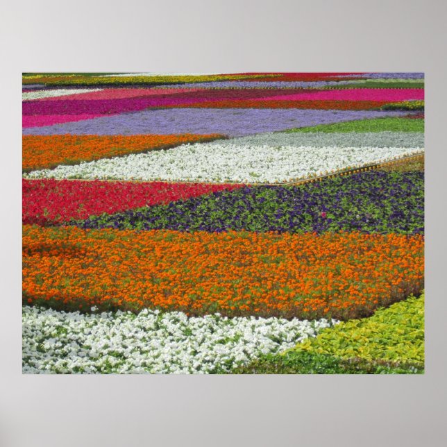 Flower Carpet Poster (Front)