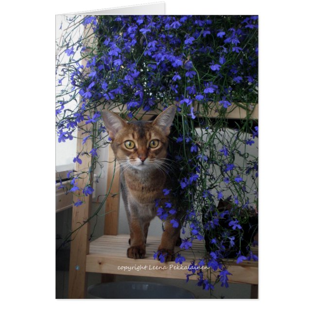 Flower Cat (Front)