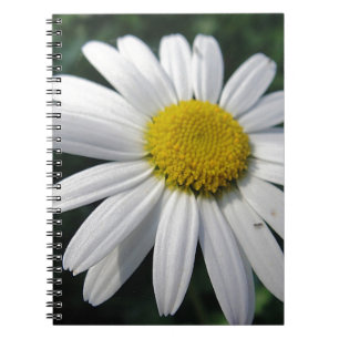 flower center white margerite notebook
