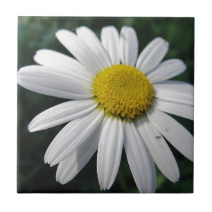 flower center white margerite tile
