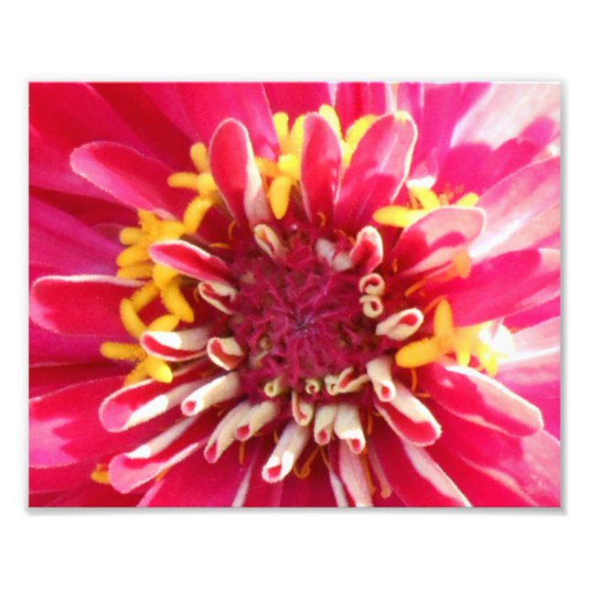 Flower Centre Closeup Photo Print (Front)