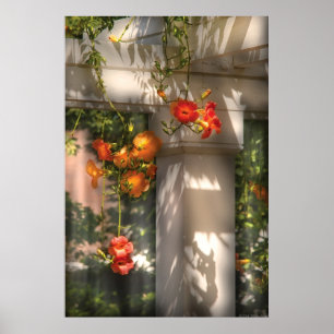 Flower - Chinese Trumpet Creeper (campsis Grandifl Poster