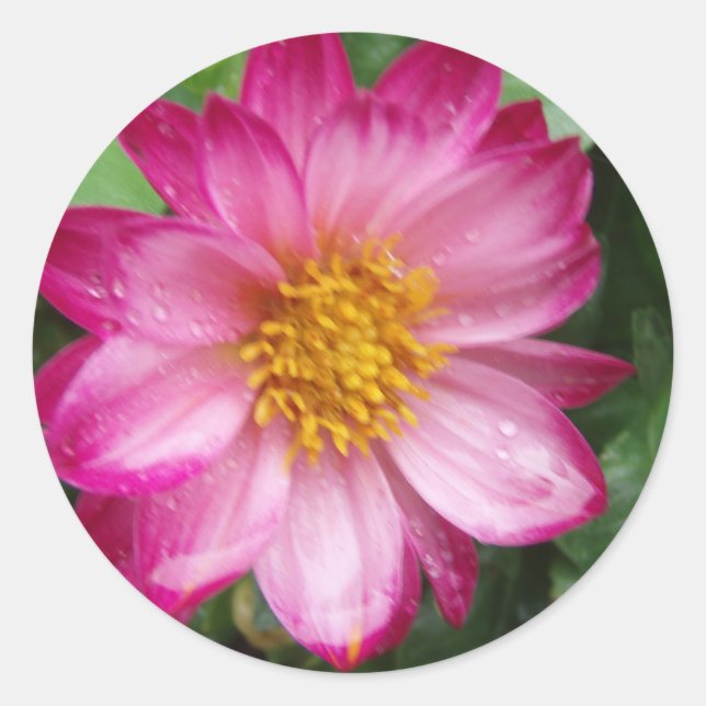 Flower Classic Round Sticker (Front)