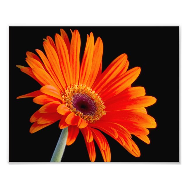 Flower Close Up Photo Print (Front)