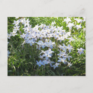 Flower Cluster Postcard