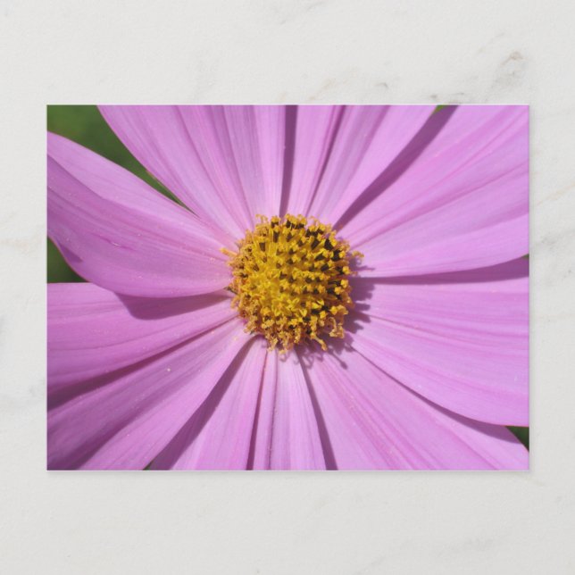 Flower Collection No. 4 Postcard (Front)