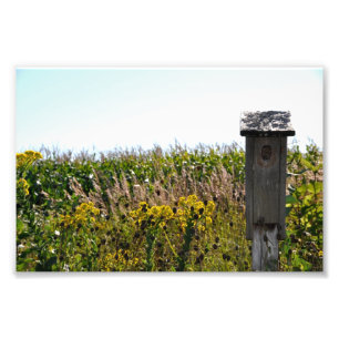 Flower Coop Photo Print