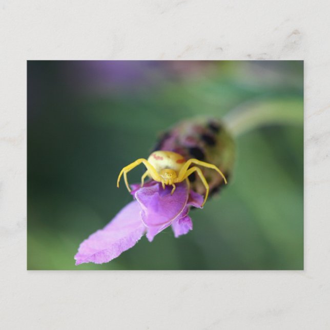 Flower Crab Spider Postcard (Front)