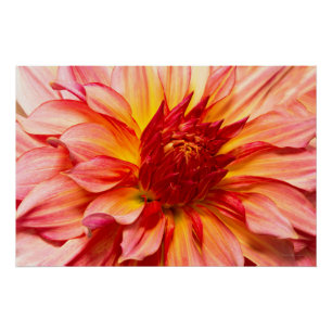Flower - Dahlia - Natures breath taker Poster