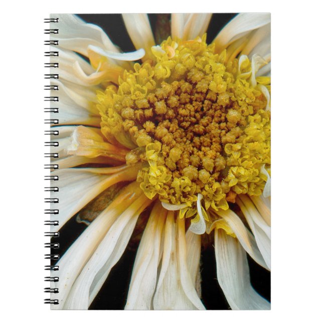 Flower - Daisy - Drunken sun Notebook (Front)