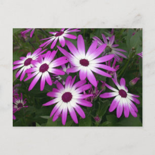 flower daisy postcard