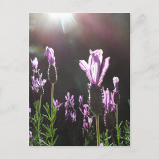 Flower dance postcard