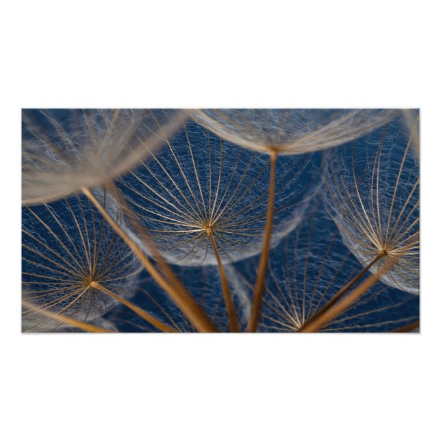 Flower,   dandelion, photo print (Front)