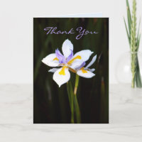 Flower : Dietes