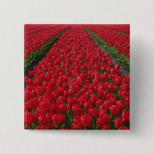 Flower field of tulips, Netherlands, Holland 15 Cm Square Badge