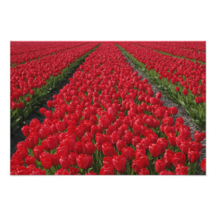 Flower field of tulips, Netherlands, Holland Photo Print
