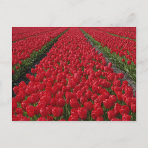 Flower field of tulips, Netherlands, Holland Postcard