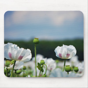 Flower field, Papaver somneferum poppy flower. Mouse Pad