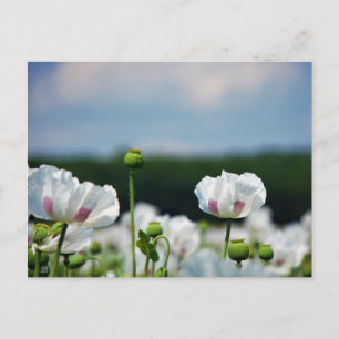 Flower field, Papaver somneferum poppy flower. Postcard